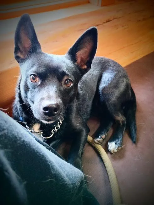 Lollipop thumbnail 6