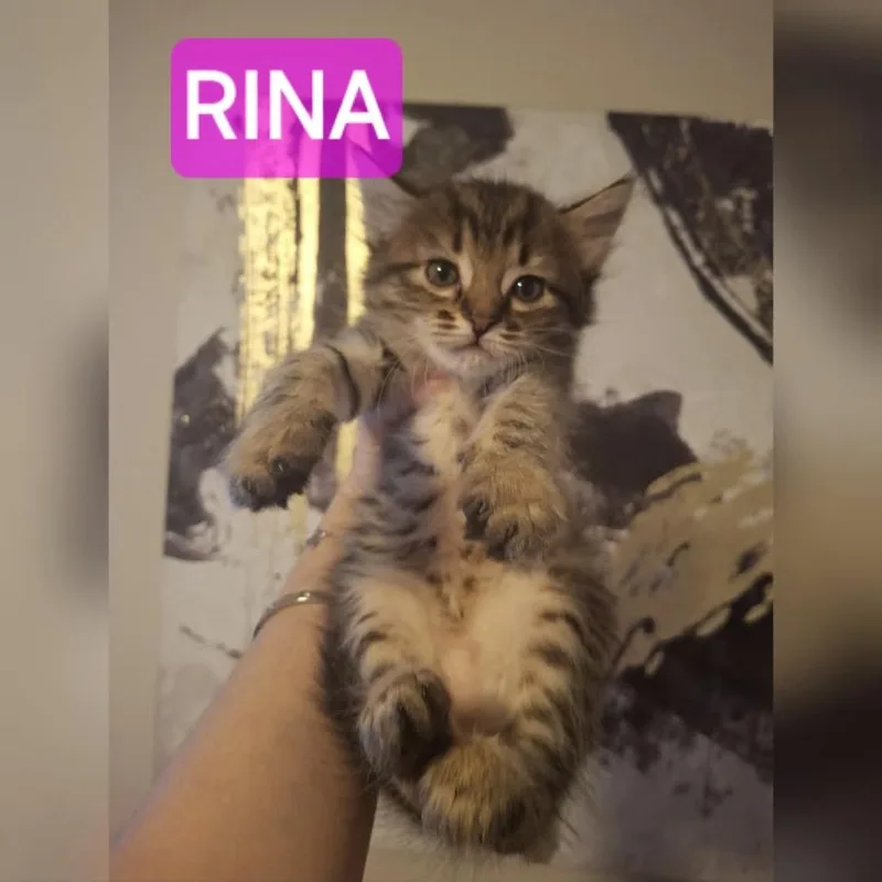 A baby small-sized female Brown / Chocolate Domestic Short Hair cat named Rina for adoption in Lutz, FL