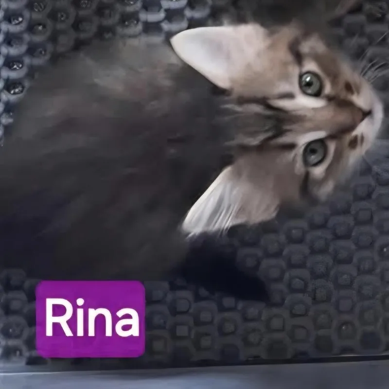 Rina thumbnail 2