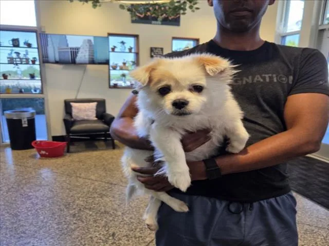 A young small-sized female Pekingese dog named A for adoption in Tracy, CA