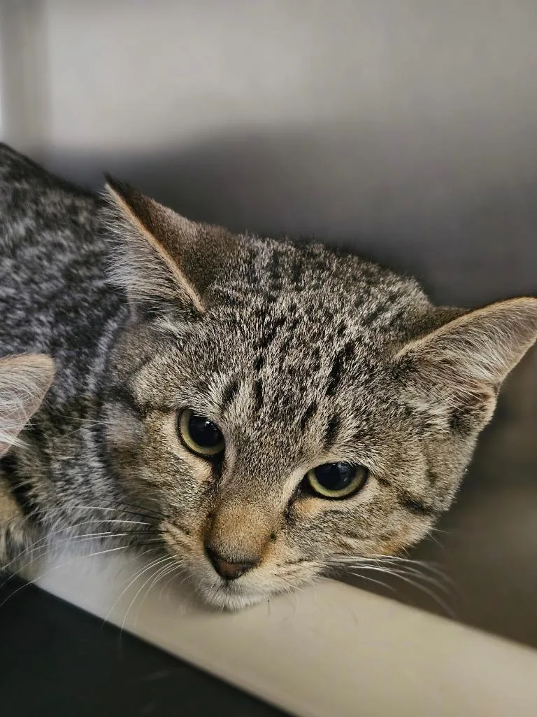 A baby medium-sized female Domestic Short Hair cat named Scout for adoption in Pomona, NY