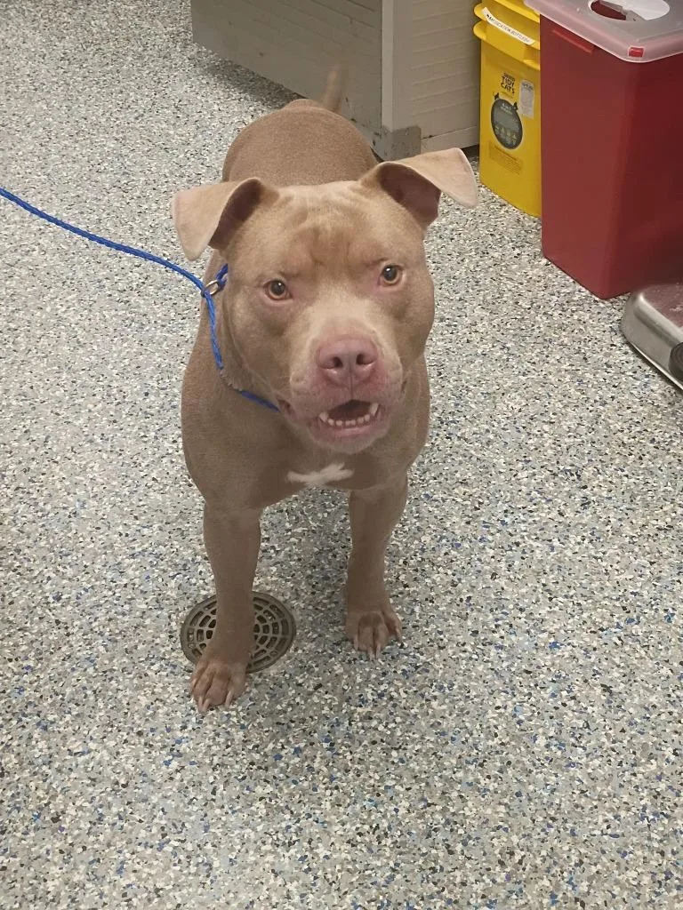 An adult large-sized male Mixed Breed dog named Tank for adoption in Angola, IN