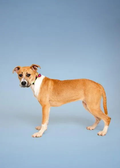 A young medium-sized female Mixed Breed dog named Silvermist for adoption in Sevierville, TN