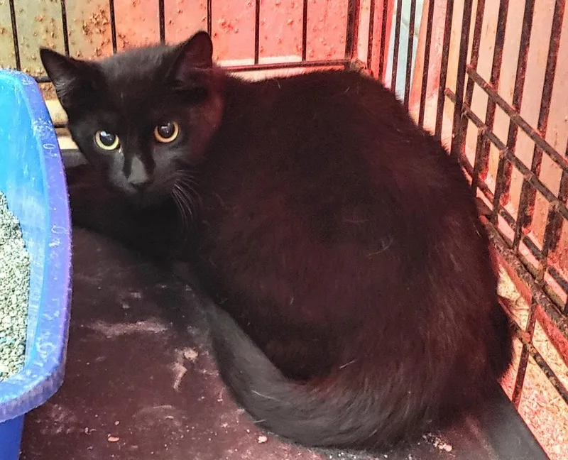 An adult medium-sized male Domestic Short Hair cat named Bourbon for adoption in Sorrento, LA