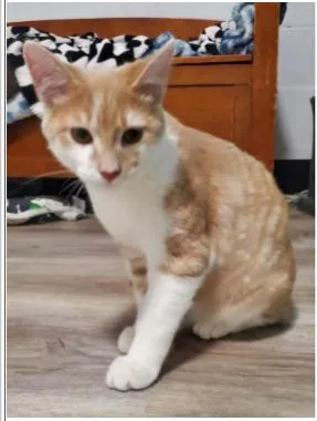A young medium-sized male Orange & White Domestic Short Hair cat named Daniels for adoption in Greenfield, IN