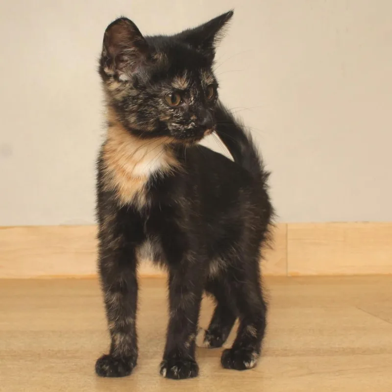 A baby small-sized female Tortoiseshell Domestic Short Hair cat named Mulva C for adoption in Minnetonka, MN
