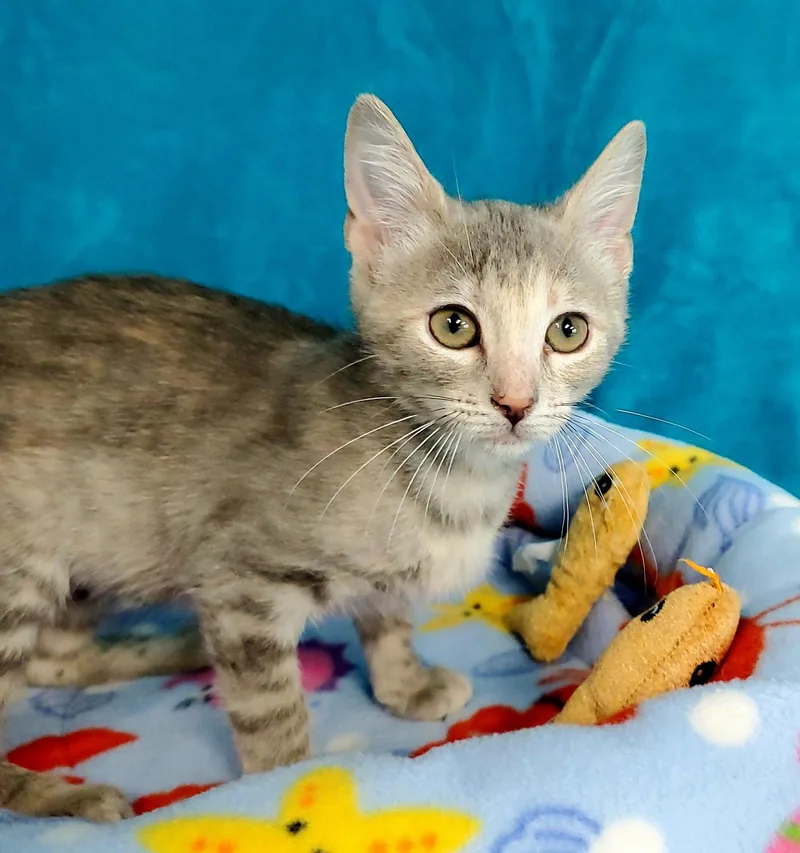A young medium-sized female Gray / Blue / Silver Domestic Short Hair cat named Sassy for adoption in Greenville, IL