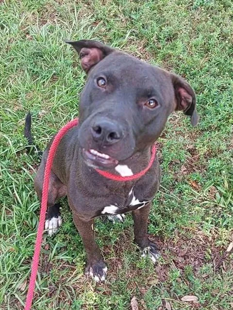 A young medium-sized male American Staffordshire Terrier dog named Night Train for adoption in Fort Lauderdale, FL