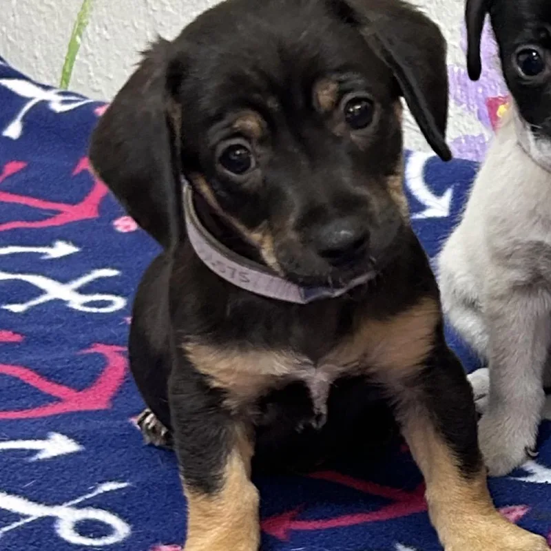 A baby medium-sized male Black Mixed Breed dog named Theodore for adoption in Jupiter, FL