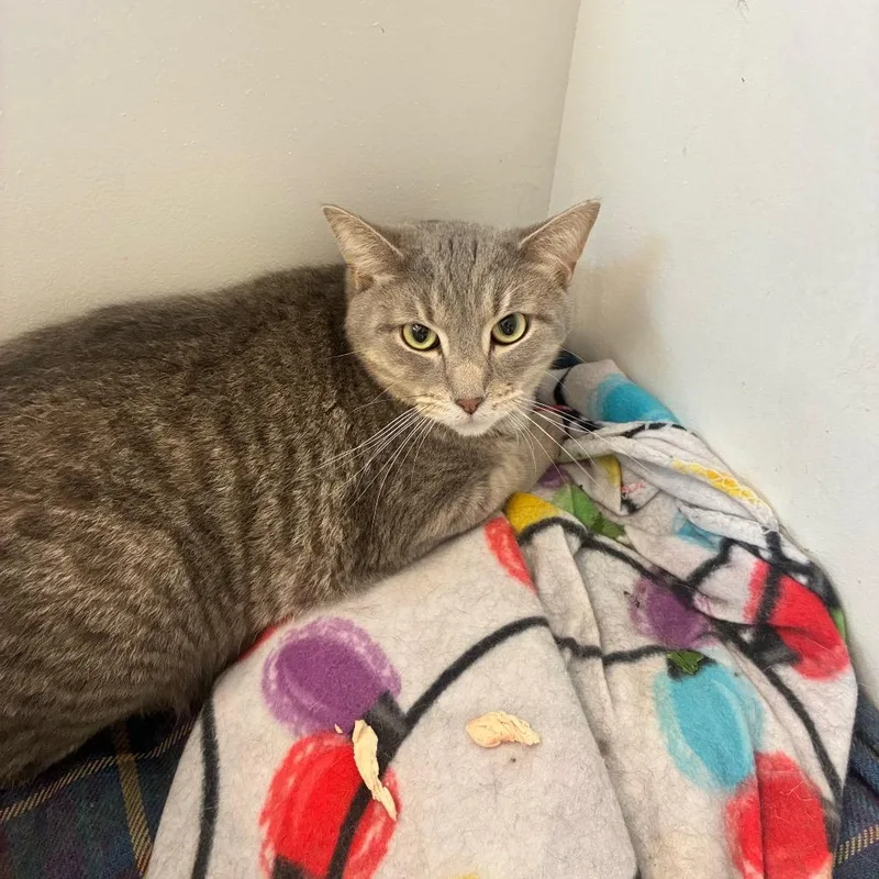 An adult large-sized male Domestic Short Hair cat named Blu for adoption in Portage, MI