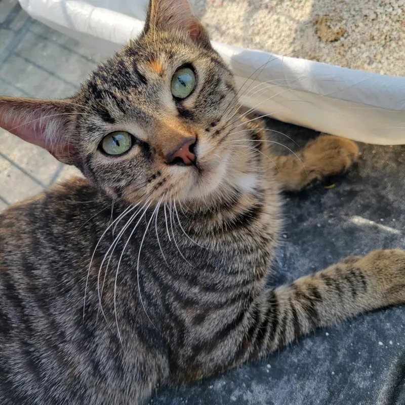 The Brain thumbnail 2