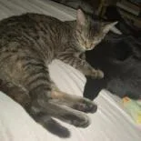 The Brain thumbnail 4