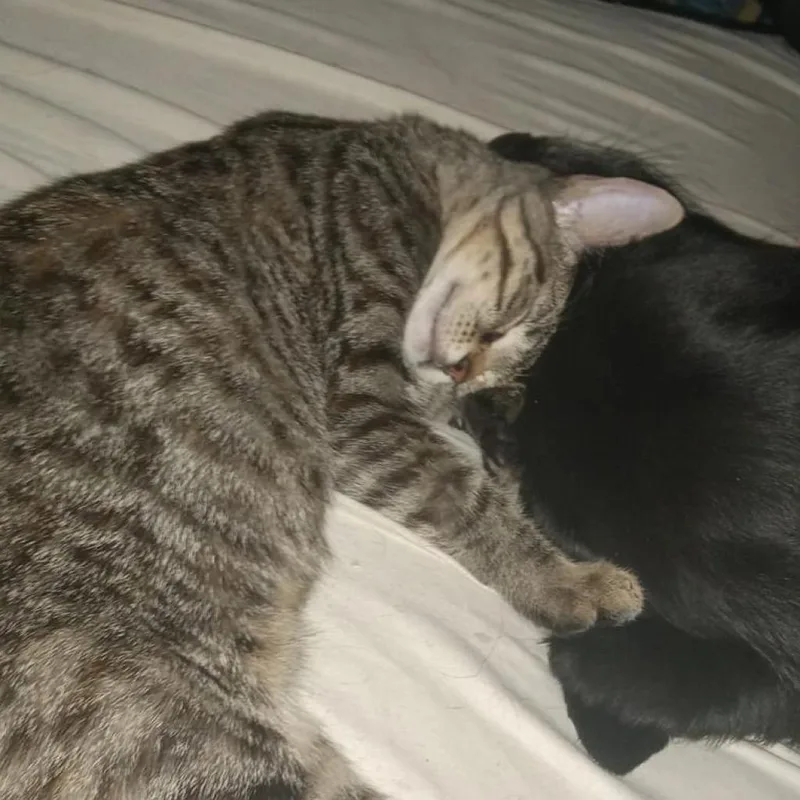 The Brain thumbnail 6