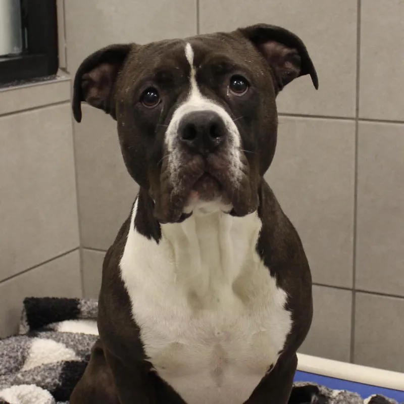 Clarabelle thumbnail 2