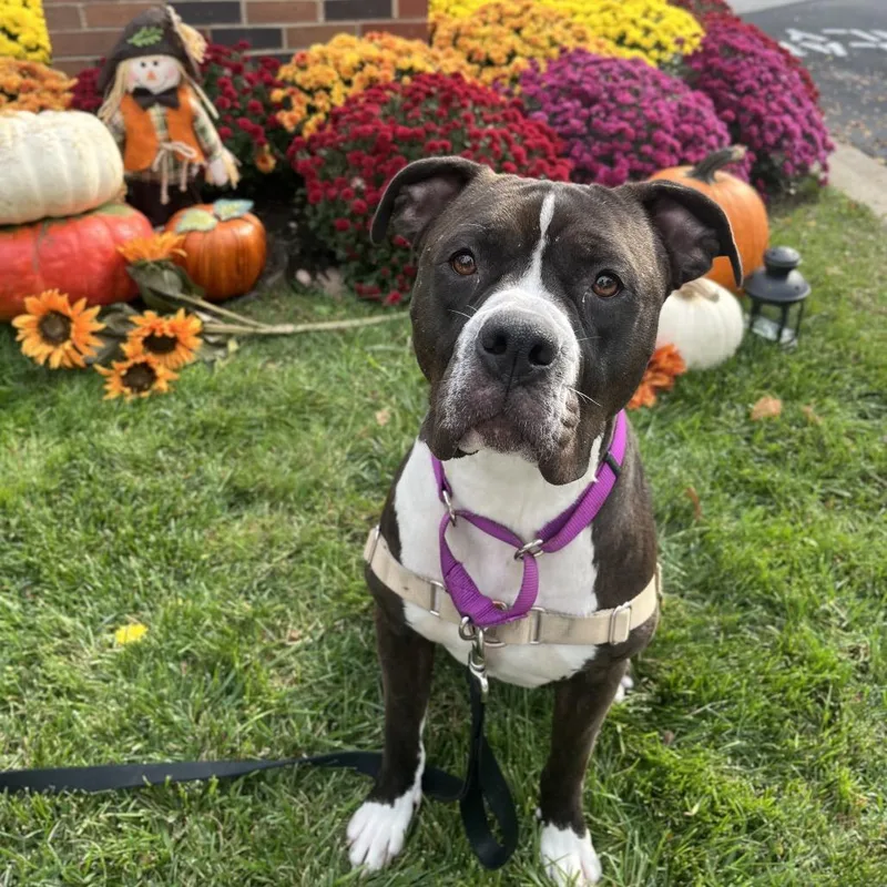 Clarabelle thumbnail 3