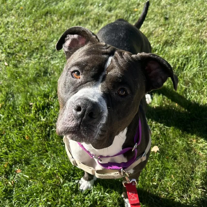 Clarabelle thumbnail 4