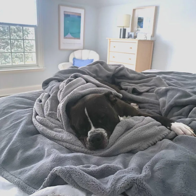 Clarabelle thumbnail 5