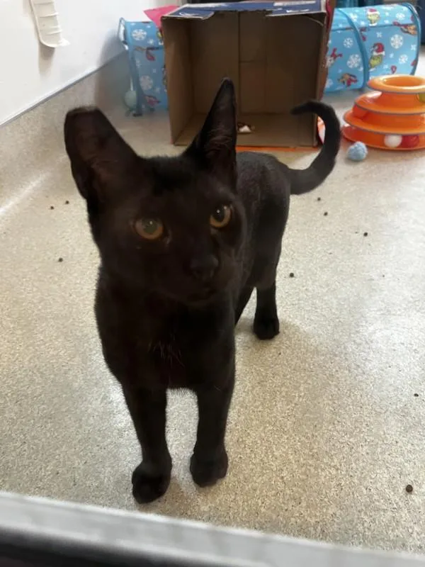 A baby small-sized male Domestic Medium Hair cat named Paprika for adoption in Santa Rosa, CA