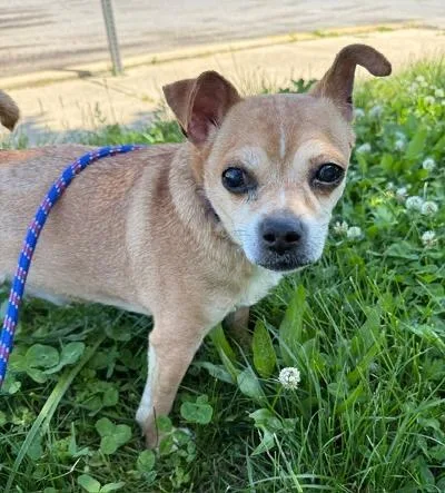 An adult small-sized male Chihuahua dog named Coffee for adoption in Long Beach, NY