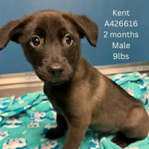 A baby small-sized male Black Mixed Breed dog named Kent for adoption in Tomah, WI