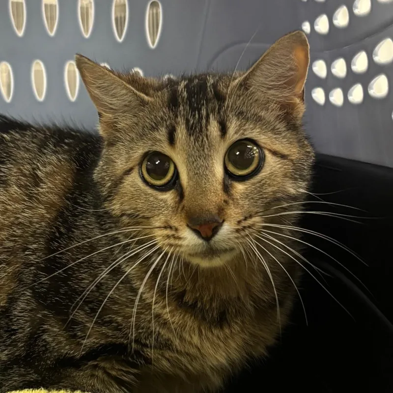 An adult medium-sized female Gray / Blue / Silver Domestic Short Hair cat named Baby for adoption in Manhattan, KS