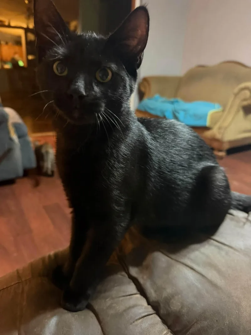 A young medium-sized male Domestic Short Hair cat named Hiccup for adoption in Cowlesville, NY