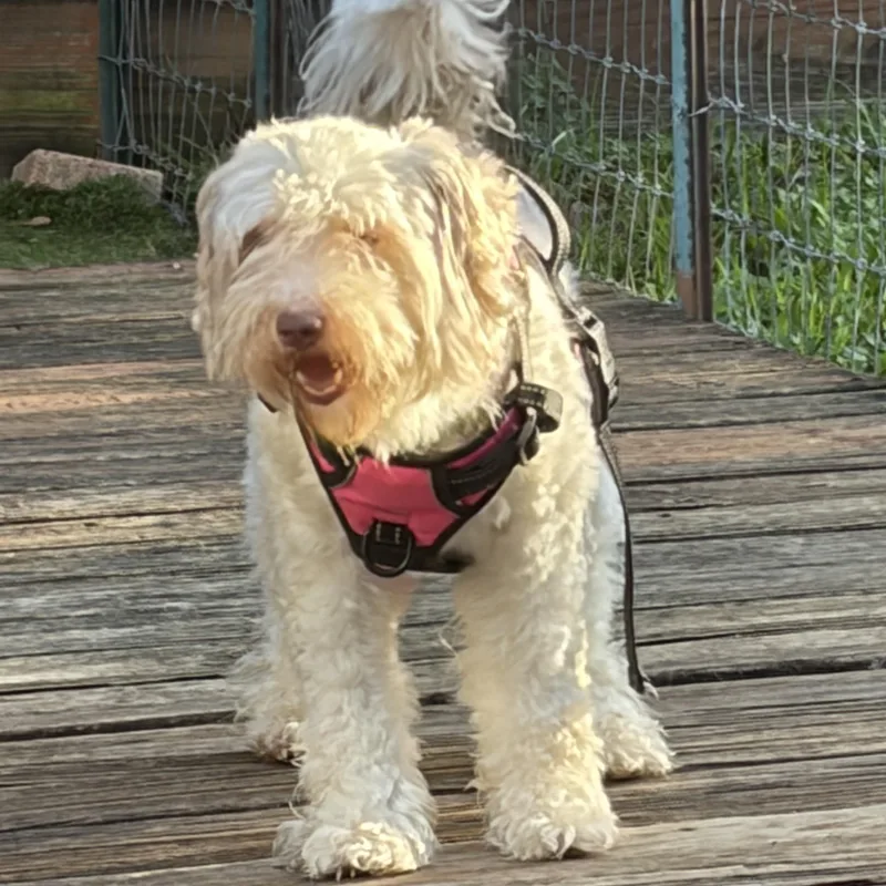 An adult small-sized female Schnoodle dog named Tallulah  A Calm for adoption in Houston, TX
