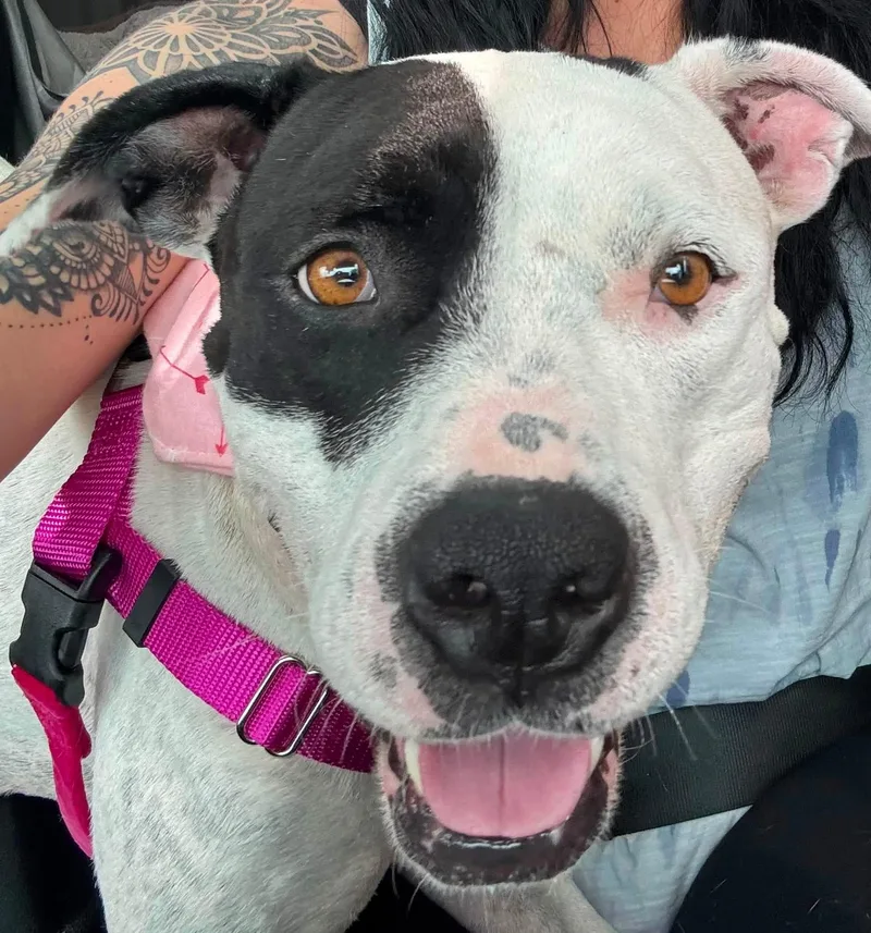 An adult medium-sized female Mixed Breed dog named Phoenix for adoption in Pleasant Ridge, MI