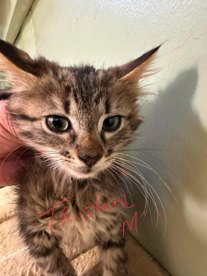 A young medium-sized male Domestic Short Hair cat named Tristen for adoption in Stover, MO