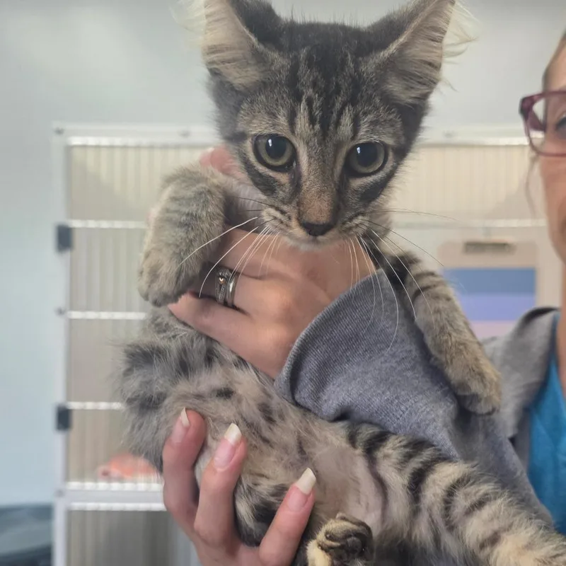 A baby small-sized male Brown / Chocolate Domestic Short Hair cat named Cheddar for adoption in Naples, FL