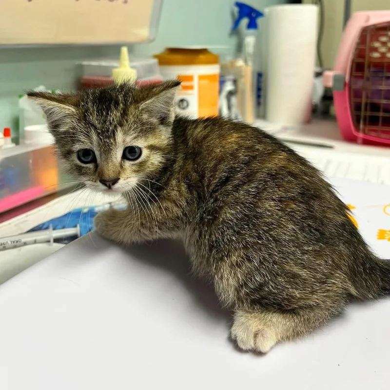 A baby small-sized female Brown / Chocolate Domestic Medium Hair cat named Daisy for adoption in Edwardsville, IL