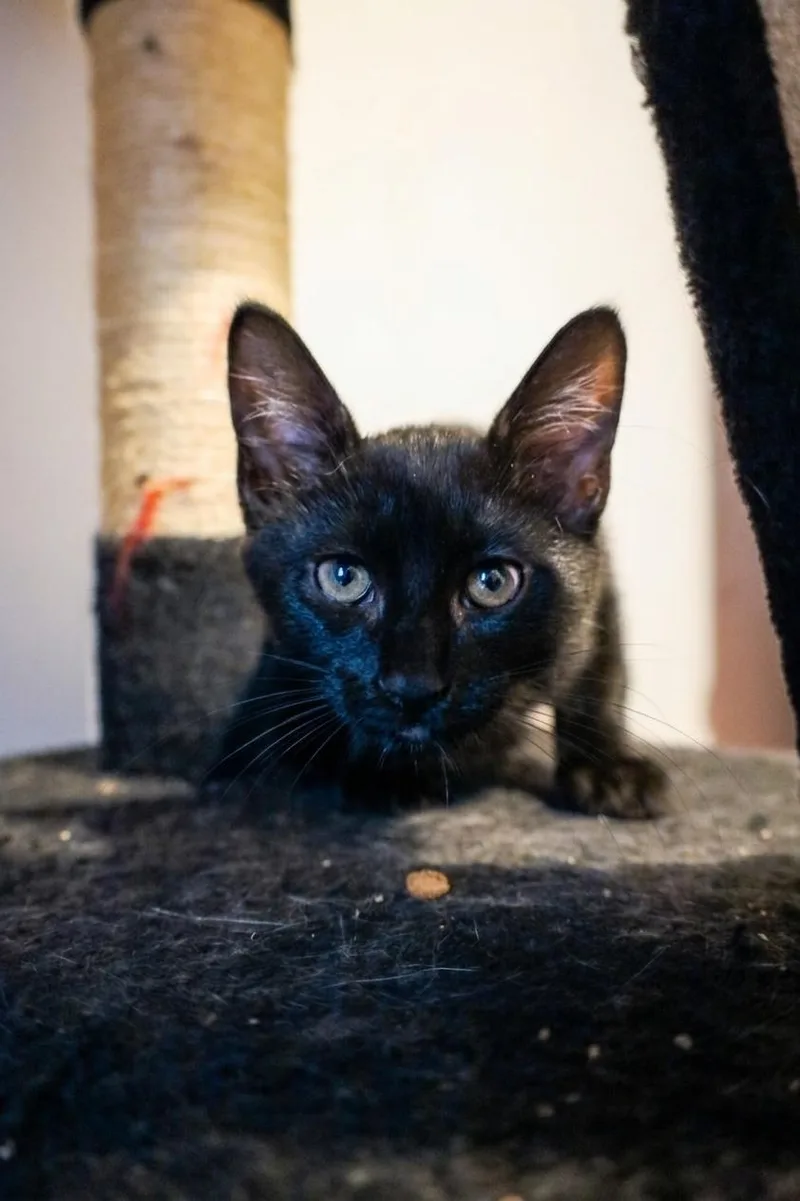 A baby medium-sized male Black Domestic Short Hair cat named Jack for adoption in Chicago, IL