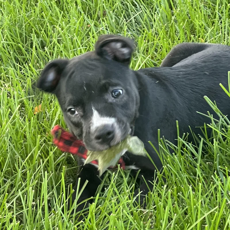 A baby medium-sized male Black American Staffordshire Terrier dog named Saul for adoption in Bettendorf, IA