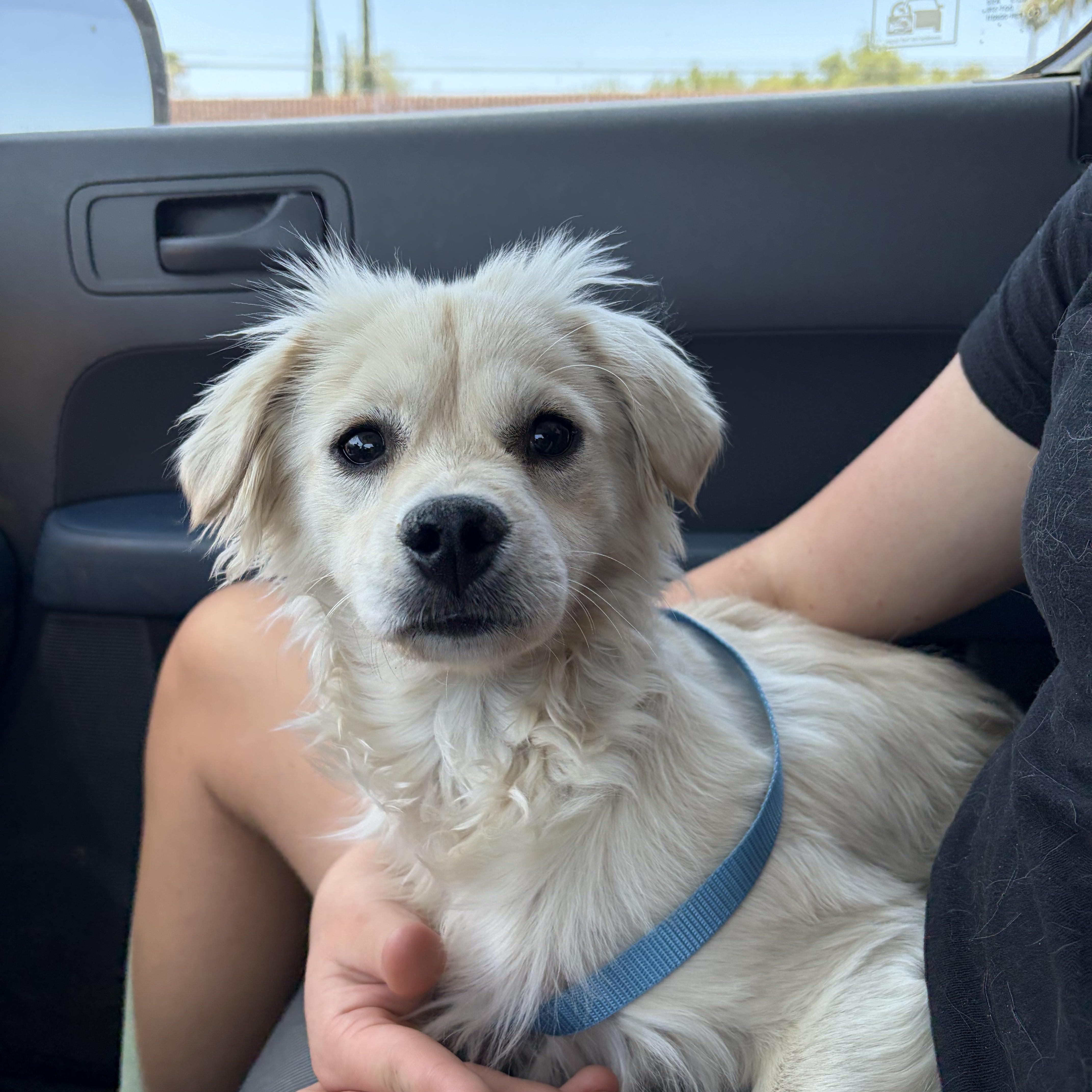 A young small-sized male Cavalier King Charles Spaniel dog named Brad for adoption in Corona, CA