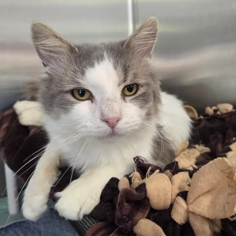 A baby medium-sized male White Domestic Medium Hair cat named Hulk for adoption in Lexington, MI
