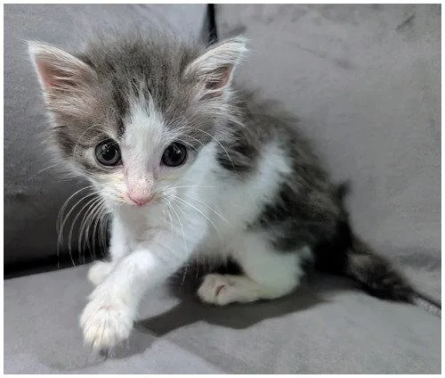 A baby medium-sized female Gray & White Domestic Medium Hair cat named Annie Oakley for adoption in Oak Ridge, TN