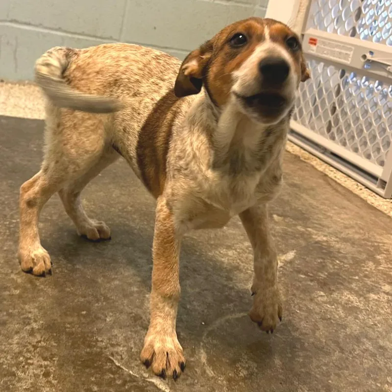 A young medium-sized female Bluetick Coonhound dog named Piper for adoption in Cumberland, RI