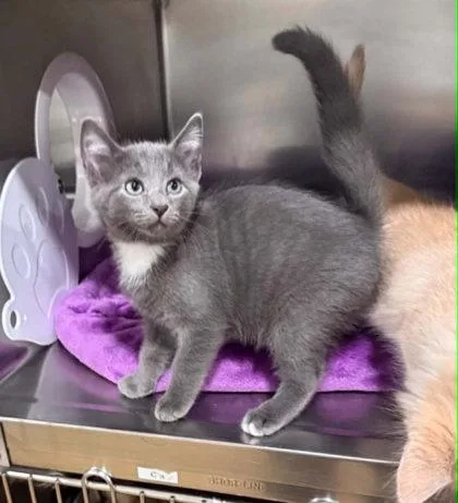 A baby small-sized male Gray & White Domestic Medium Hair cat named Thomas for adoption in Bishop, GA