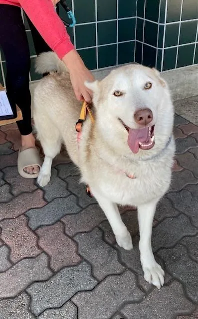 A young large-sized female Siberian Husky dog named Taylor for adoption in Rancho Cucamonga, CA
