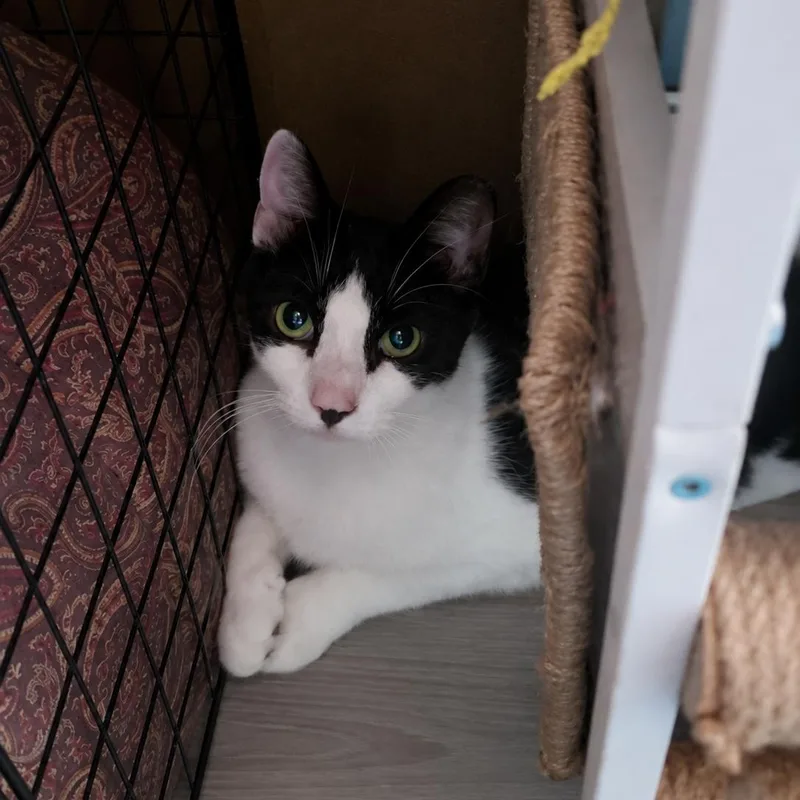 An adult medium-sized male Black & White / Tuxedo Domestic Short Hair cat named Brady for adoption in Lemoyne, PA