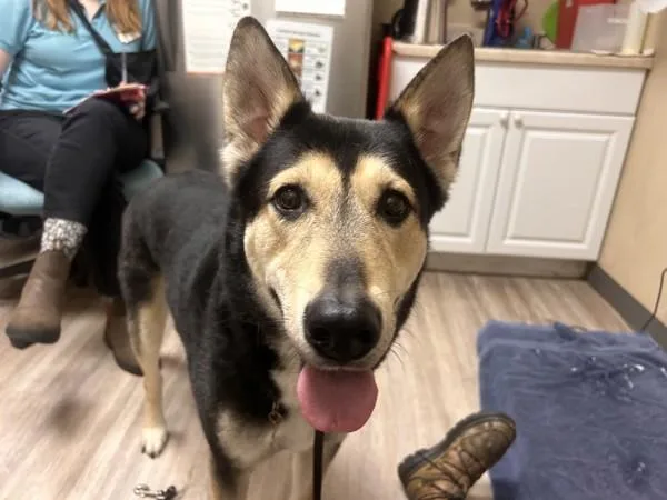An adult large-sized female German Shepherd Dog dog named Mary for adoption in Oceanside, CA