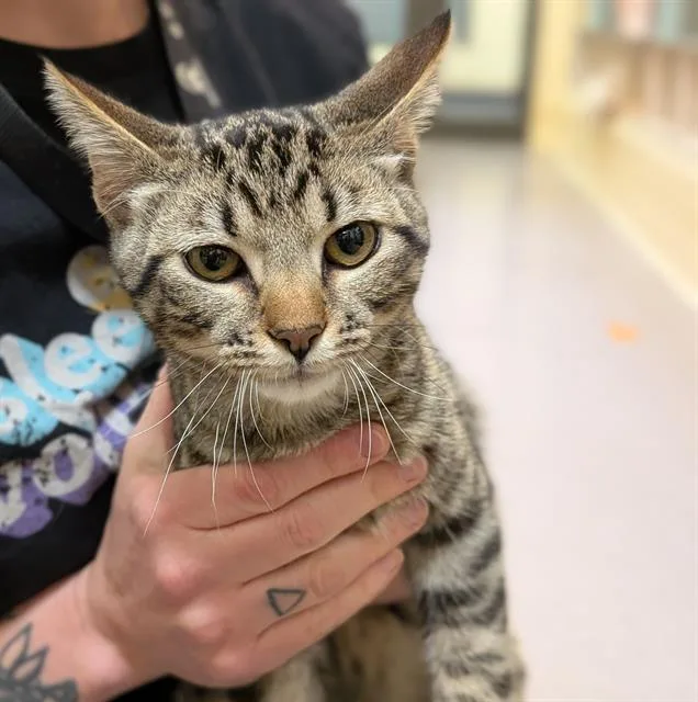 A young small-sized male Domestic Short Hair cat named Brett for adoption in Denver, CO