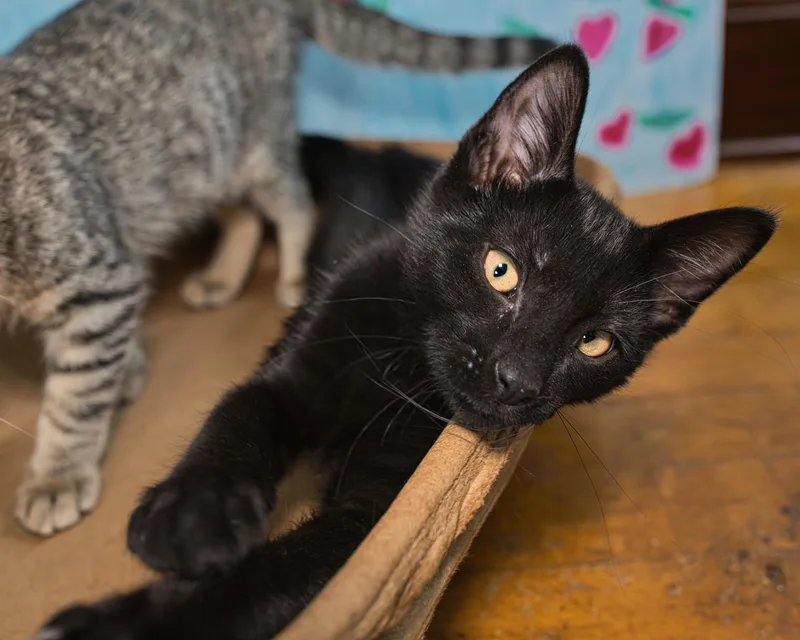 A baby small-sized male Black Domestic Short Hair cat named Habanero for adoption in Milwaukee, WI