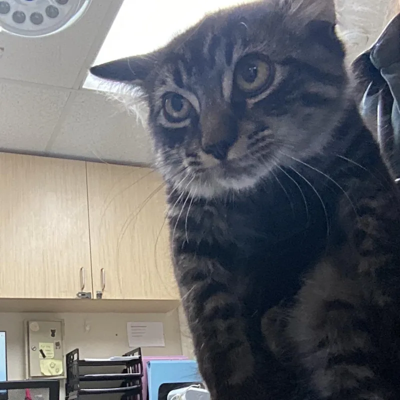 A baby small-sized male Brown / Chocolate Domestic Medium Hair cat named James for adoption in Lakeland, FL
