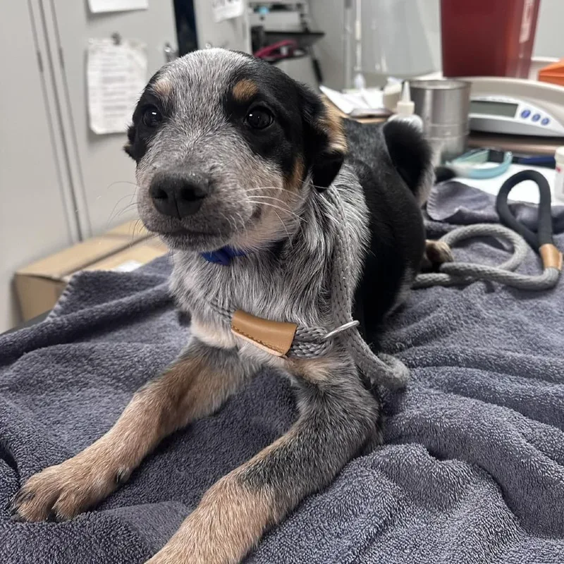 A baby small-sized male Black Australian Cattle Dog / Blue Heeler dog named Dq for adoption in Pekin, IL