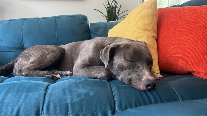 Farley Calm Gentle Blue thumbnail 3