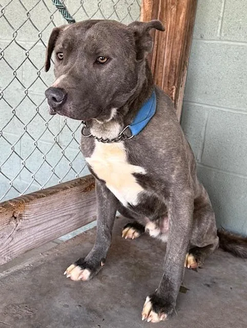 Farley Calm Gentle Blue