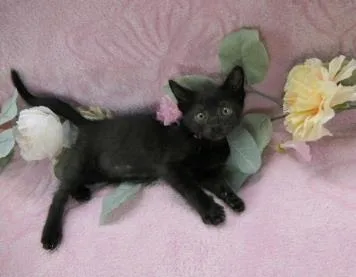 A baby small-sized female Domestic Short Hair cat named Bear for adoption in Charlotte, NC