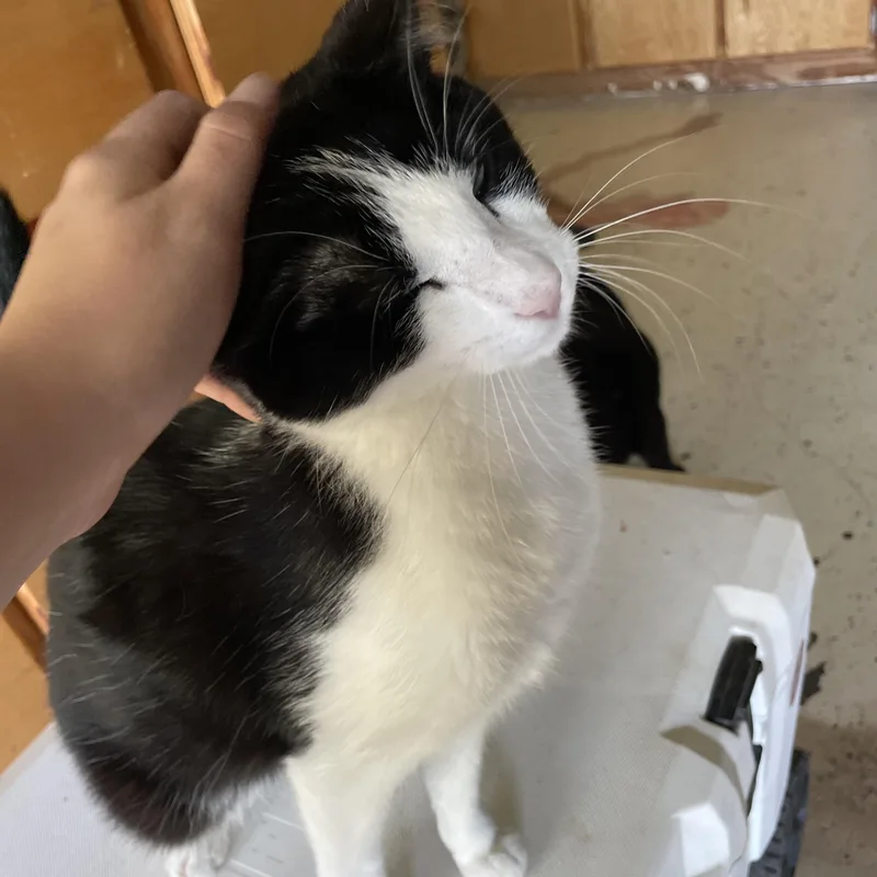 A baby medium-sized male Black & White / Tuxedo Domestic Short Hair cat named Bowtie for adoption in Liverpool, TX