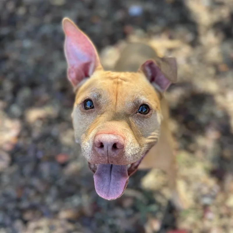 A senior medium-sized female Yellow / Tan / Blond / Fawn Pit Bull Terrier dog named Coco for adoption in Weimar, CA